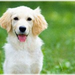 【黒い過去】犬を轢いてしまったが、後続車にクラクションを鳴らされパニックになり逃げてしまった。それから数か月…