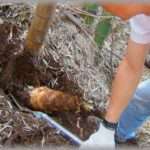 【ホロリとする話】俺は嫁の妊娠報告を聞いて、浮気を疑ってしまった最低男。謝罪の意味を込めて、嫁が食べたがってた筍を採りに山へ行った。ドロドロになって筍を持ち帰った俺を見た嫁の反応は・・・