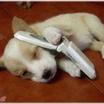 【ほのぼの】旦那からの電話が来たので犬に代わってやった。何を語りかけていたのだろうwww