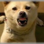 【笑える話】友人の家で犬を飼っていたがその犬は家族に対しても吠える?むはあたり前だった。その飼い犬がいる家に兄嫁が来た。兄嫁に対してその犬の態度が笑えたらしい。