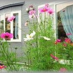 【感動する話】子供のころうちは貧乏で母親が夜遅くまで働いていた。なので学校から帰ると友達にところに行ったり一人ぶらぶらしたりしていた。ある日家から離れた町を歩いているときコスモスがたくさん咲いている家があった。その日母親の誕生日だったことを思い出し、その家に人にお願いしてコスモスを一本もらえないかお願いしてみた。すると。