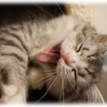 【猫談義】猫が腹の上に乗っかってから早2時間経過したんやけど…→うごせ！うごせ！