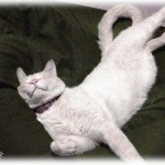 【義実家】義姉が欲しがったので『人をダメにするソファ』を注文したら、義父母と私が義姉の家にいるときに届いた。喜んで座る義姉だったが…。