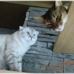 【復讐】屋根裏に他所の猫が入り込み、夜中に騒ぐわおしっこするわで最悪だった！とうとう妹にアレルギー症状が出始めたため…