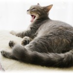 【猫談義】猫が眠くなったらしくニャアニャアぐずってた→模型に夢中なので適当に答えながら無視→模型がぁぁ！