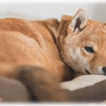 【衝撃体験】格上の家柄の彼氏の家に結婚前の顔見せに行くも、姑は中流以下の私が気に入らず小言を言われる始末。しかし、育ちの違いが辛くて私がシュンとなると姑の目が点になって…。