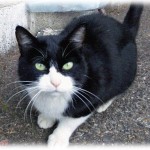 【和む話】建設工事中の隣の空き地に猫が出入りするようになった。人懐こい頭の良い猫で大工さんにも可愛がられてたんだが、家が建つと姿が見えなくなった→予想外の所にいた