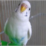 【スカッと】パートのおばさんは自分の娘とペット（犬）の自慢話が大好き。スルーしていたら突然クレクレされた私は・・・