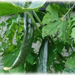 【泥棒】家庭菜園のきゅうりを少しずつ盗まれたので犯人を探した。私「お前か！」泥「」←謝れば許してやったけどこのセリフはないわ。