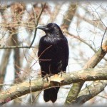 【驚愕】カラスに毎日ドッグフードやってるんだけど、さっきコレ置いてった。これって何？？