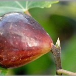 【呆然】以前、早朝庭木のイチジクを盗ろうとした泥母がいた。そして今日、泥母旦那がうちに怒鳴り込んできて・・・