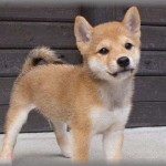 【なごむ話】犬を飼ったことのない義母が遊びに来て、興味津々でうちの柴犬と遊んでた。様子を見ると、犬の尻尾を掴んでは下に垂らし、手を離すとクルンと巻尾になる、を繰り返してる。「お義母さん、なにやってんの？」と聞いたら・・・