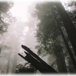 【衝撃体験】俺「大きな木が折れて車に倒れる夢を見たんだ」友人「へー」？？「あの…」→俺「当たってる…」