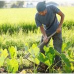 【修羅場】大学卒業と同時に大規模農家の長男と結婚。義実家で同居して結婚前に聞かされていなかったことが諸々発覚した！