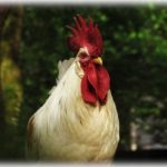 【泥棒】血抜きしてた鶏盗られた。ゴミ捨て場で愚痴ったら隣家の旦那さんが謝りに来た。隣家の旦那さんが気づいたきっかけは、盗まれた日の夕飯が…