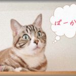 【ほのぼの】うちの猫、今、確かに「バーカ」って言った！