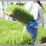 【コトメ】義実家に寄生してたコトメが農家の跡取りと結婚したいと言い出した。義両親は大反対したけど、コトメを追い出したい一心の私は「私は応援するよ！」と煽り続け、無事結婚。そして５年後、思いがけない事態に・・・