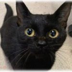 【可愛すぎw】キャットフードの容器のフタがちょっと緩んだ隙に・・・