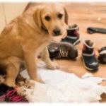 【後悔】夫が50万するラブラドールを室内飼いすると言い出したので「犬に50万払いたくないし、室内飼いなんて家が汚れるから嫌！」と反対した。そしたら、怒った夫がありえない条件を突きつけてきて・・・