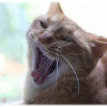 【笑える話】夕飯の刺身10切れのうち4切れを飼い猫に食べさせた。「もっと食べたい」という猫の催促を無視して残りは旦那の胃袋へ。　→ 結果w