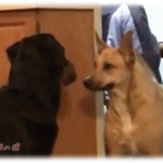 【かわいいw】新しいワンコがやってきた。初の顔合わせ・・・どうなる？？　→ こうなりますw