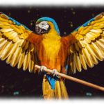 【クズ】旦那「結婚記念日にインコ買いたいからお前の化粧品とか減らして」私「自分のお金で買いなよ。そもそもそんな高いの？」→400万するらしい。あほか。