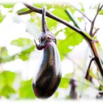 【泥ママ】女「もぎもぎ…」私「（あれ害虫駆除用に農薬漬けにした茄子じゃ…）あの…」女「なんでもありません！（逃」→親「あの茄子食べたら…!」