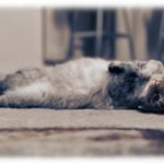 【クズ】小姑「子供と一緒にこの家に住みたい。子供が猫アレルギーだからできれば…」←言い分がクズ。そしてこいつの離婚の理由もクズ。