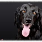 【ずうずうしい話】隣人「帰省の間大型犬２匹預かって」私「餌やってって事？」隣「ちがうの！あなたの家で預かって！期間は…」私「は？」