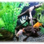 【泥ママ】女「金魚を譲ってもらう約束をしていたから受け取りに来た」夫「え？え？」→子供「金魚がいない！」