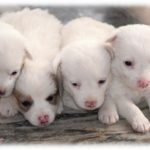 【いい話】私「子犬が一匹増えてる…」迷子かと思い飼い主を探したが見つからず里親に出した。数年後里親さん「こんなに大きくなりました！」私「おお？！」