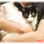 【可愛い】先日妊娠を報告した義実家から電話があった。姑「お父さんがね、ネコちゃんに向かって…」可愛いが過ぎるｗｗｗ