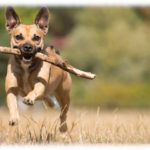 【愚痴】家裏にドッグランを作った。とても出来が良く満足だったのだが、これが問題を生んでしまって悩んでる…。