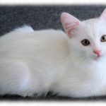 【キャワワ】友人の家の猫が私に不満を訴える感じで鳴いていた。私「何が言いたいんだろ」友「ああ、たぶん…（苦笑」