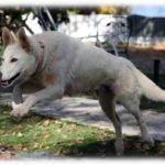 【ほっこり】子供の頃の話。私「わんわん！かわいいねぇ（ナデナデ」気性の荒い犬「クゥーン♪」母「ヒヤヒヤ…」ある日犬の足を踏んでしまったのだが…