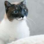 【笑える話】猫「にゃーん（刺身よこせ」旦那「ほい（4切れあげる」猫「にゃーん（もっと！」旦那「パクパクパク」→結果