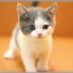 【猫のほのぼの話】子猫を救ったけど、鳴き声を発しなかった…。ある日、甘鳴きする時のような口の開け方をしていることに気づいた…その結果…