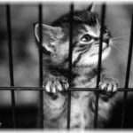 【ほっこりする話】ツンデレ人間に拾われた猫