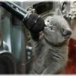 【和む話】近所の商店街でガラガラくじの抽選会をやってた、定期的に放送が響くんだが「いらっしゃいませ、こんにちわー(がさごそ。)うわ、ちょっと、じゃまー！まことに「にゃー。」ざいます。」…にゃー？