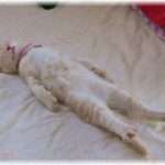 【ウルッとくる話】飼い猫が末期の病気になり、安楽死承諾書に１０秒くらいかけてサインしたが、すぐに破り捨てちゃった。そしたら飼い猫が「苦しいよ」とか目で訴えてくるの。同じ過ちは２度繰り返さないよ(T_T)