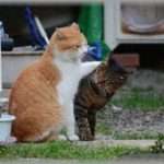 【和む話】会社の倉庫に猫が入り込み警報が鳴ってしまう。警報を聞いた警察が到着、事情を説明すると、「エキスパートを呼んだから大丈夫」。エキスパート？