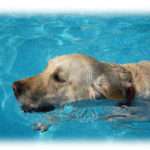 【胸糞注意】皮膚病の飼い犬に使っていたビニールプールが盗まれた。その後犯人の一家が全員皮膚病に。自業自得だと温く見守っていようと思ったのだが…。