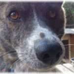 【修羅場】父の会社で飼っているオスの犬がウチに来てたので、どうしたのかと思って見たら、尻から何か肉色のものが垂れている！駆け寄ったらなんと逆子の子犬の下半身！ オスじゃなかったの？