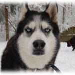 【スカッとする話】犬嫌いのトメはウチの犬を捨てろとうるさい。ある日のトメの行動にカッとなった私…より早く